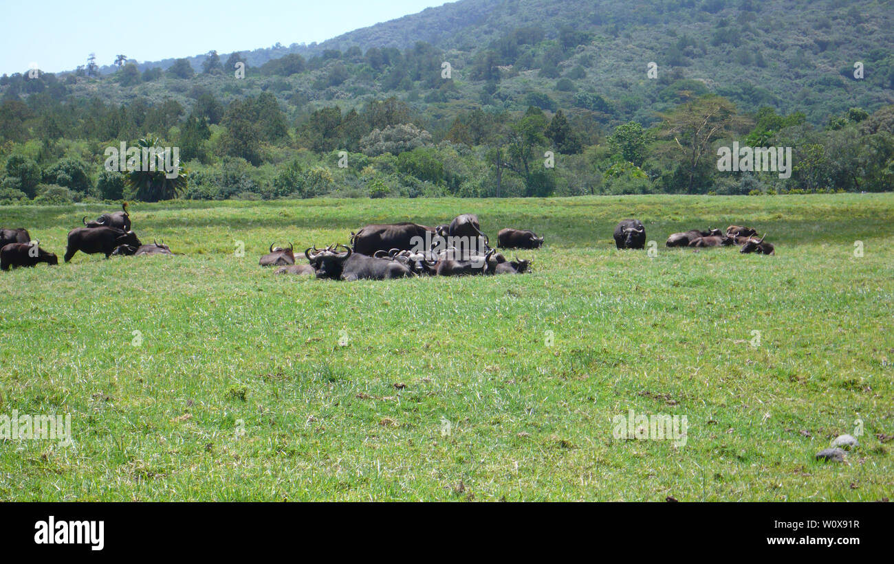 Un troupeau de buffles d'eau sur un pré herbeux au Parc National d'Arusha au pied du Mont Meru en Tanzanie Banque D'Images