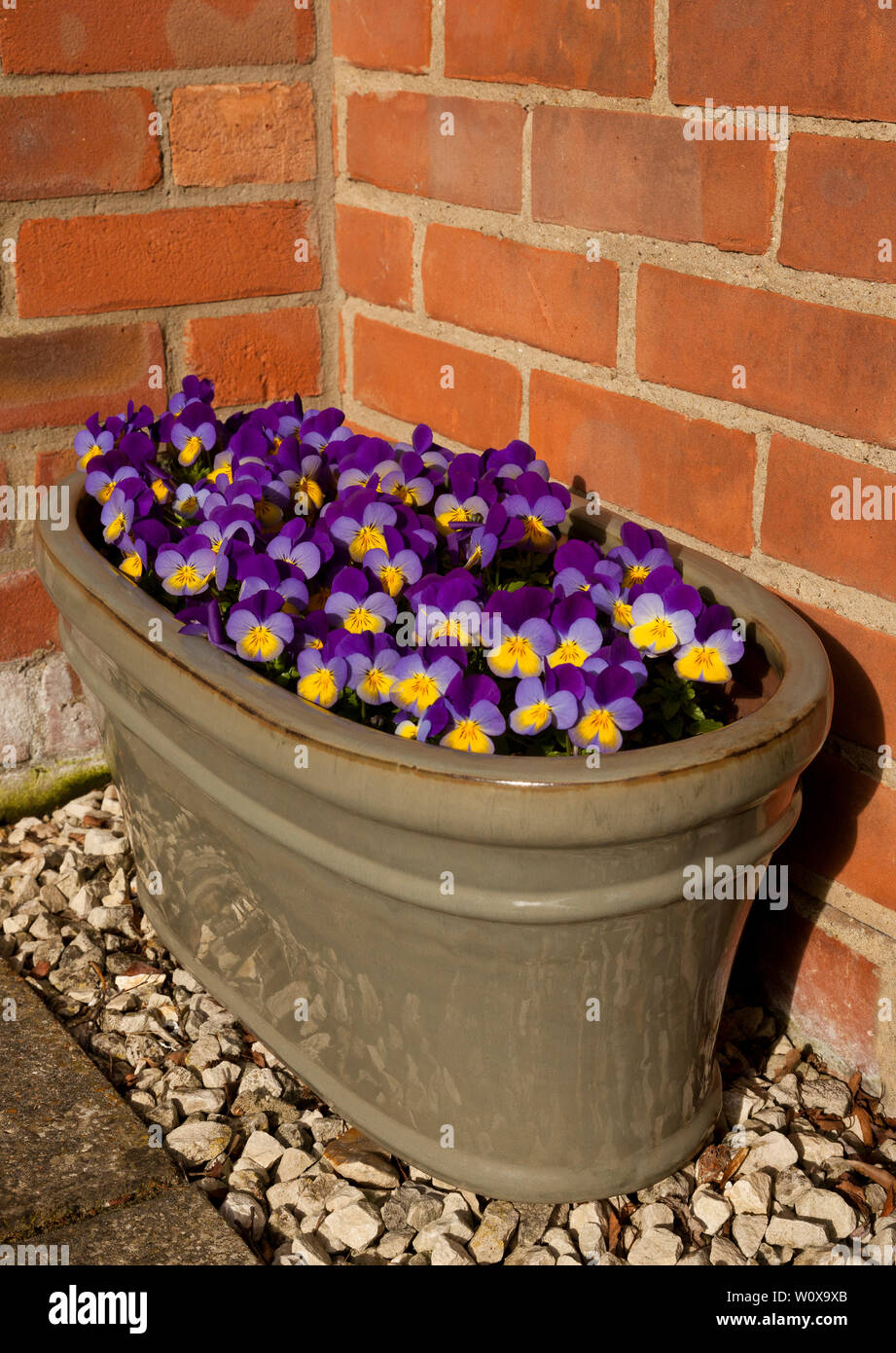 Viola fleurs dans une jardinière gris Banque D'Images