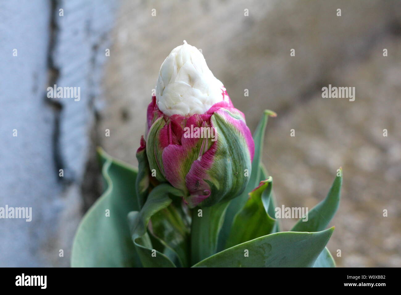 La crème glacée tulip plante avec des couches denses de violet tépales blanc pur planté en jardin local à partir d'ouvrir et de fleur Banque D'Images
