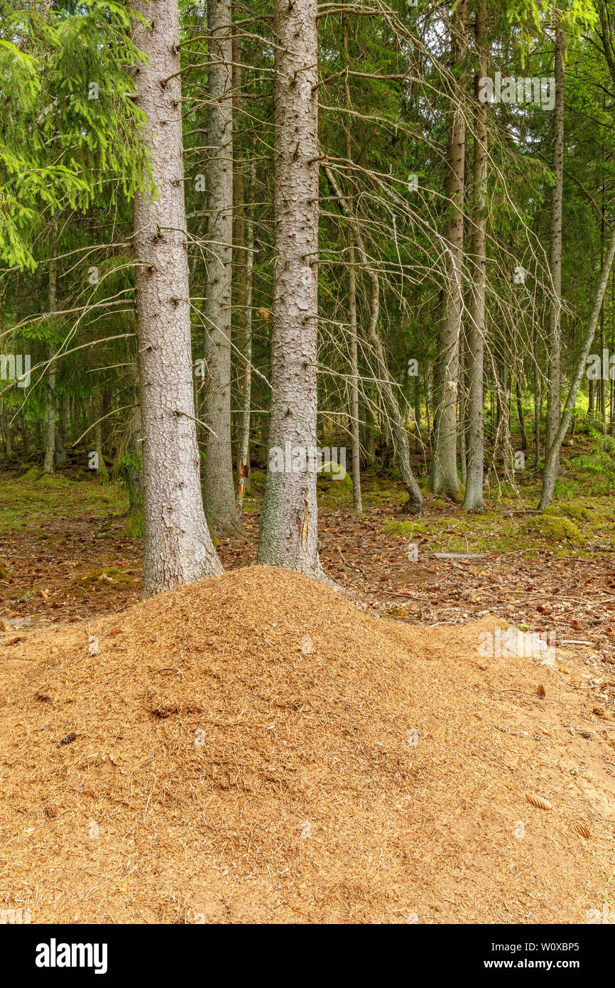 Dans une fourmilière vieille forêt de conifères Banque D'Images