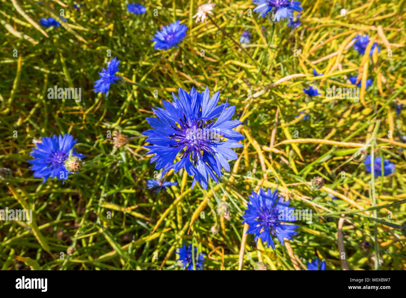 Dans un champ de bleuets en fleurs Banque D'Images
