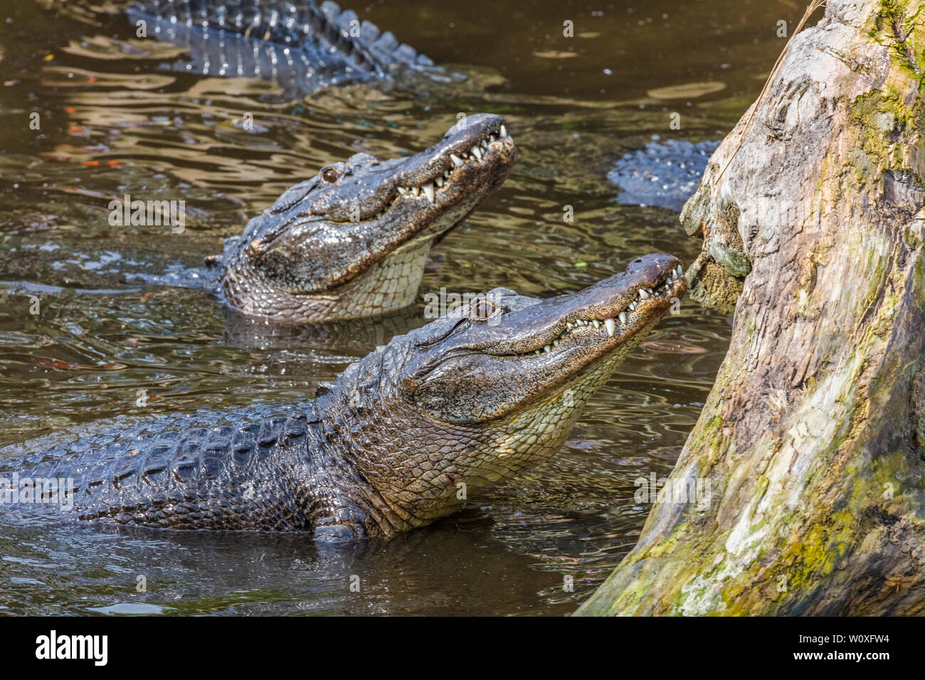 Affichage d'accouplement d'alligators Alligator mississipiensis américain (en) Saint Augustin Alligator Farm Zoological Park à St Augustine en Floride dans l'Unite Banque D'Images Affichage d'accouplement d'alligators Alligator mississipiensis américain (en) Saint Augustin Alligator Farm Zoological Park à St Augustine en Floride dans l'Unite Banque D'Images