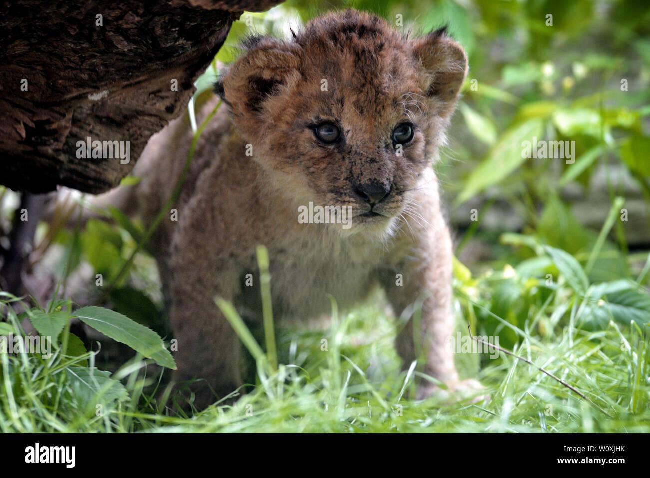 Liberec, République tchèque. 28 Juin, 2019. Des Lions de barbarie cub sont vus jouer au zoo de Liberec en République tchèque (110 kilomètres au nord de Prague). Deux oursons sont nés en mai 8, 2019 au zoo de Liberec.Le lion de barbarie que l'on appelle parfois le lion de l'Atlas est un lion africain de population considérés comme éteints à l'état sauvage. Des lions de barbarie sont enregistrées tout au long de l'histoire. Les Romains ont utilisé des lions de barbarie dans le Colisée à bataille avec gladiateurs. Des milliers de ces chats ont été abattus durant le règne de César. Credit : Slavek Ruta/ZUMA/Alamy Fil Live News Banque D'Images