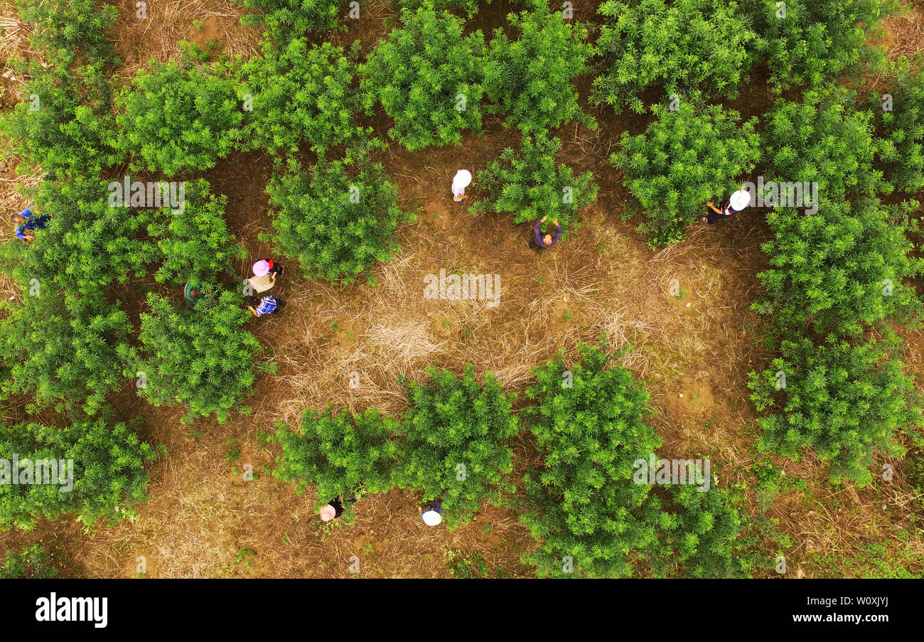 (190628) -- CHONGQING, 28 juin 2019 (Xinhua) -- Les agriculteurs travaillent à une plantation de poivre à base Village de Yulong Nanping Ville située dans le district Nanchuan, sud-ouest de la Chine, Chongqing, le 27 juin 2019. Malgré la perte de son bras droit dans un accident à l'âge de neuf ans, 44 ans, Liu Yi n'a jamais baissé la tête vers le destin. Après l'obtention du diplôme d'une école de formation professionnelle en 1994, il a essayé de nombreux emplois comme lave-vaisselle, fruits concessionnaire et mineur de charbon. Depuis 2010, il a décidé de démarrer sa propre entreprise à sa ville natale en organisant les villageois à planter des racines de bambou et d'élever des poulets. Ses efforts payés o Banque D'Images