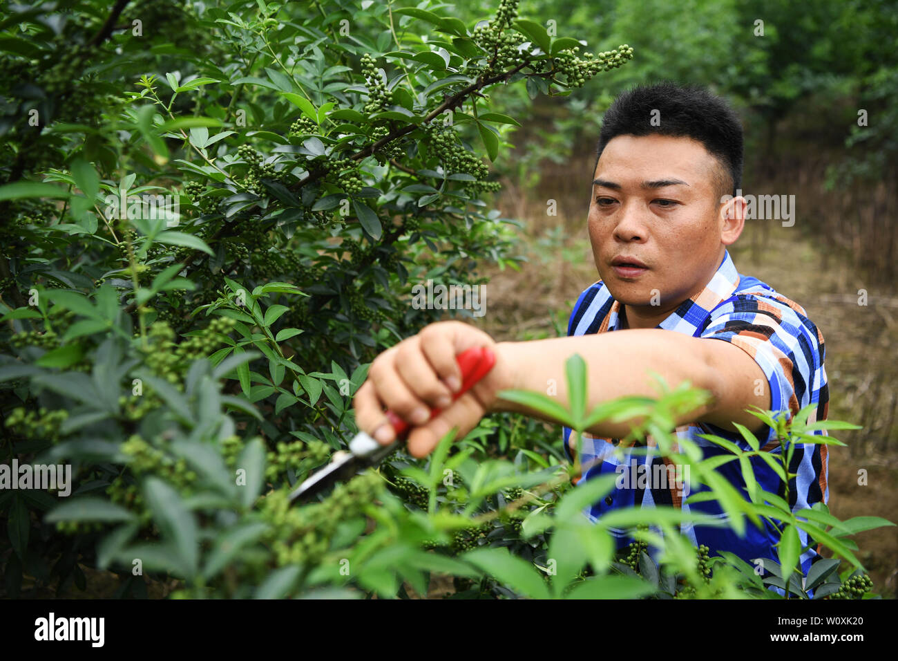 (190628) -- CHONGQING, 28 juin 2019 (Xinhua) -- Liu Yi choisit une base de poivrons à la plantation dans le village de Yulong Nanping Ville située dans le district Nanchuan, sud-ouest de la Chine, Chongqing, le 27 juin 2019. Malgré la perte de son bras droit dans un accident à l'âge de neuf ans, 44 ans, Liu Yi n'a jamais baissé la tête vers le destin. Après l'obtention du diplôme d'une école de formation professionnelle en 1994, il a essayé de nombreux emplois comme lave-vaisselle, fruits concessionnaire et mineur de charbon. Depuis 2010, il a décidé de démarrer sa propre entreprise à sa ville natale en organisant les villageois à planter des racines de bambou et d'élever des poulets. Les efforts qu'il a payé Banque D'Images