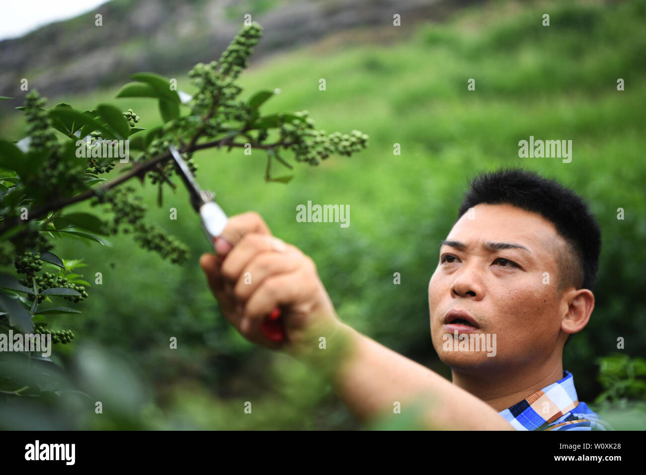 (190628) -- CHONGQING, 28 juin 2019 (Xinhua) -- Liu Yi choisit une base de poivrons à la plantation dans le village de Yulong Nanping Ville située dans le district Nanchuan, sud-ouest de la Chine, Chongqing, le 27 juin 2019. Malgré la perte de son bras droit dans un accident à l'âge de neuf ans, 44 ans, Liu Yi n'a jamais baissé la tête vers le destin. Après l'obtention du diplôme d'une école de formation professionnelle en 1994, il a essayé de nombreux emplois comme lave-vaisselle, fruits concessionnaire et mineur de charbon. Depuis 2010, il a décidé de démarrer sa propre entreprise à sa ville natale en organisant les villageois à planter des racines de bambou et d'élever des poulets. Les efforts qu'il a payé Banque D'Images