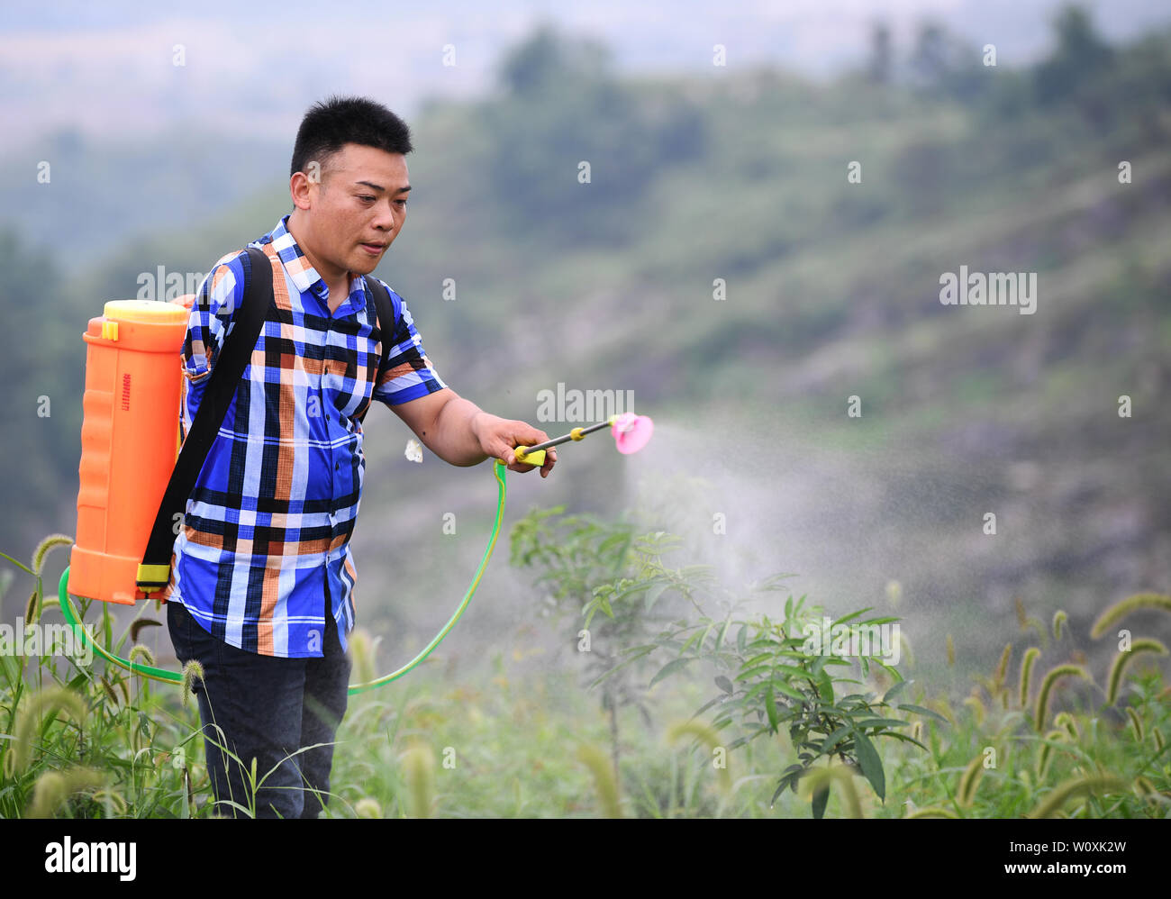 (190628) -- CHONGQING, 28 juin 2019 (Xinhua) -- Liu Yi travaille dans une plantation de poivre à base Village de Yulong Nanping Ville située dans le district Nanchuan, sud-ouest de la Chine, Chongqing, le 27 juin 2019. Malgré la perte de son bras droit dans un accident à l'âge de neuf ans, 44 ans, Liu Yi n'a jamais baissé la tête vers le destin. Après l'obtention du diplôme d'une école de formation professionnelle en 1994, il a essayé de nombreux emplois comme lave-vaisselle, fruits concessionnaire et mineur de charbon. Depuis 2010, il a décidé de démarrer sa propre entreprise à sa ville natale en organisant les villageois à planter des racines de bambou et d'élever des poulets. Ses efforts payés o Banque D'Images