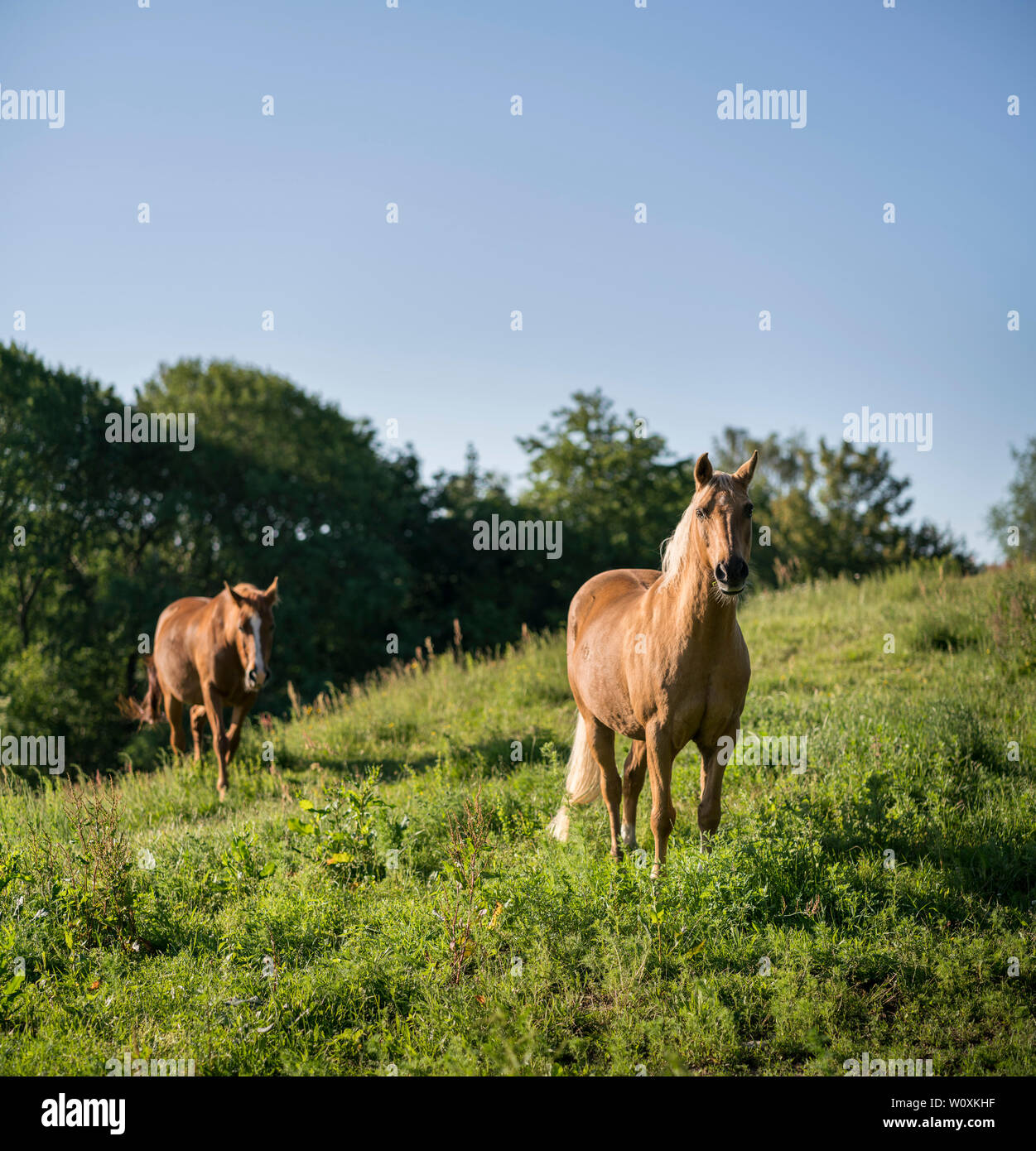 Deux chevaux bruns dans un champ vert. Banque D'Images