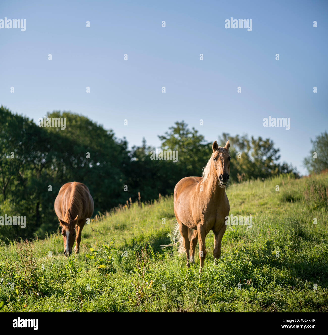 Deux chevaux bruns dans un champ vert. Banque D'Images