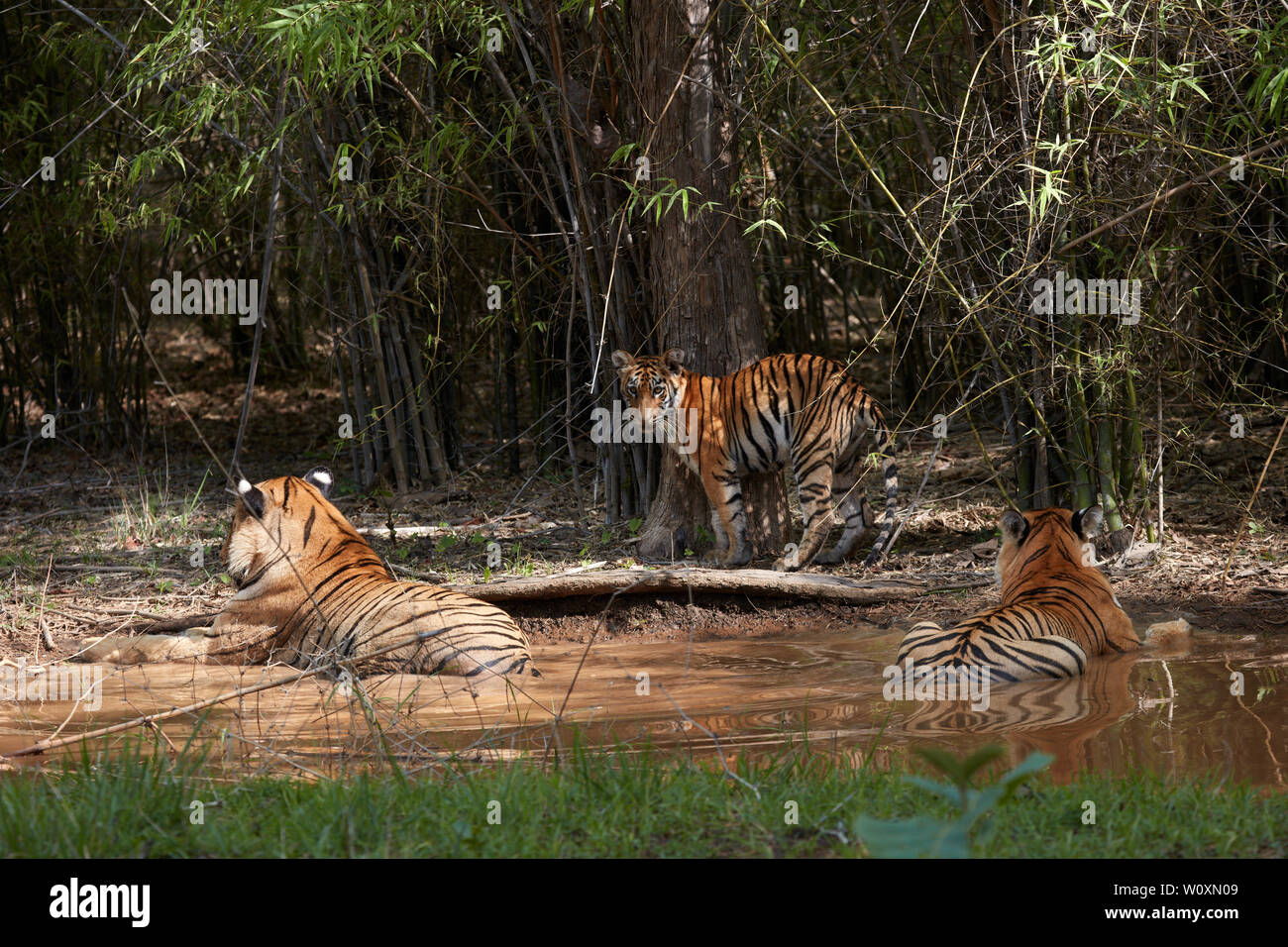 Maya Tigresse et matkasur tigre mâle père avec oursons de ralentissement en forêt de mousson, Tadoba, Inde. Banque D'Images