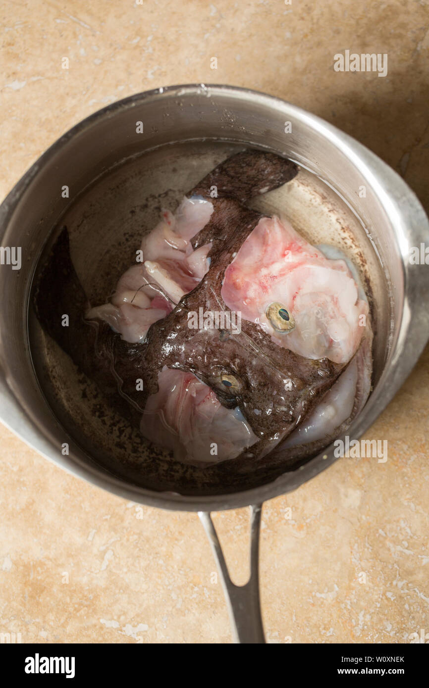 La tête d'une baudroie, ou baudroie Lophius piscatorius, qui, a été capturé à la traîne dans la Manche. Les joues ont été supprimés pour la cuisson Banque D'Images