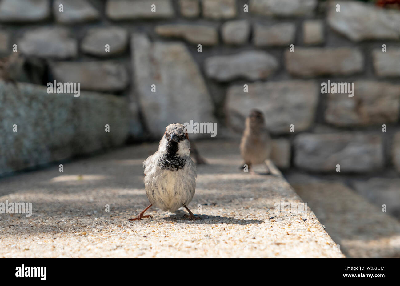 Cheeky sparrow regarde directement dans la caméra et de l'alimentation veut Banque D'Images