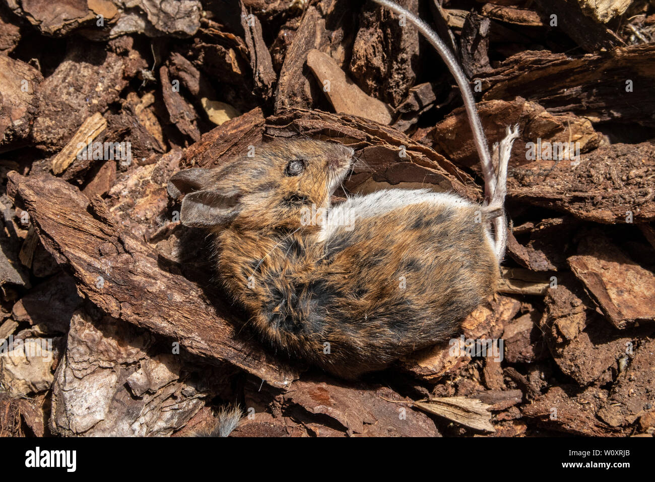 Une souris morte gisant dans les copeaux d'écorce, tué par un chat domestique. Banque D'Images