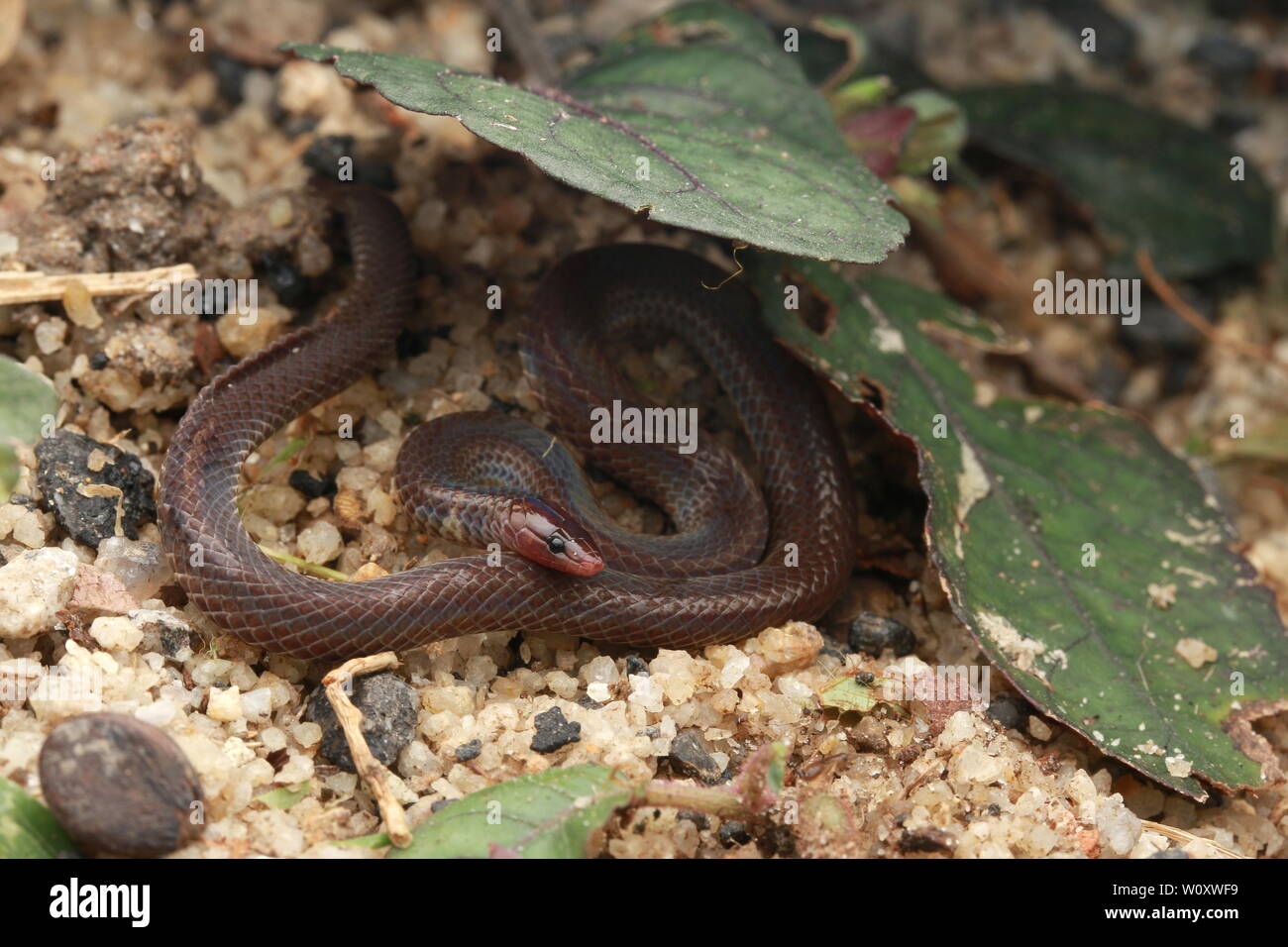 PSEUDOARBDIAN LONGICEPS, DWARF REED SNAKE Banque D'Images