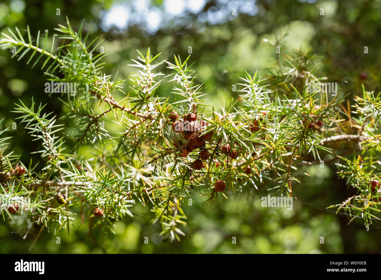 Branche de genévrier cade -juniperus oxycedrus ou épineuse, Juniper - Vert feuilles et cônes verts Banque D'Images