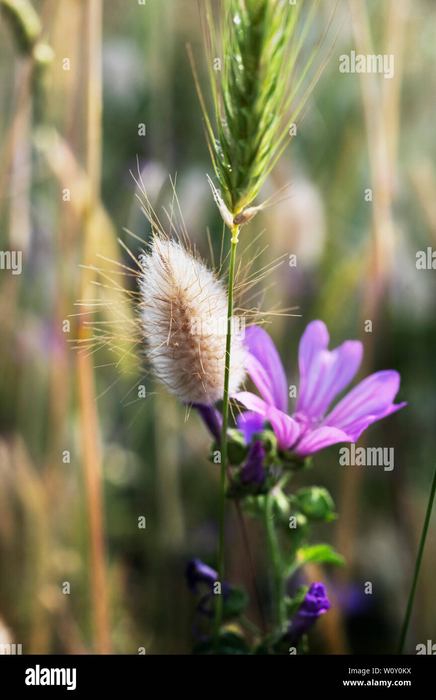 Hare's tail ( bunnytail ou Lagurus ovatus ) flowerhead avec fleur pourpre de la mauve Malva sylvestris -haut -, au premier plan une partie de l'orge spikel Banque D'Images