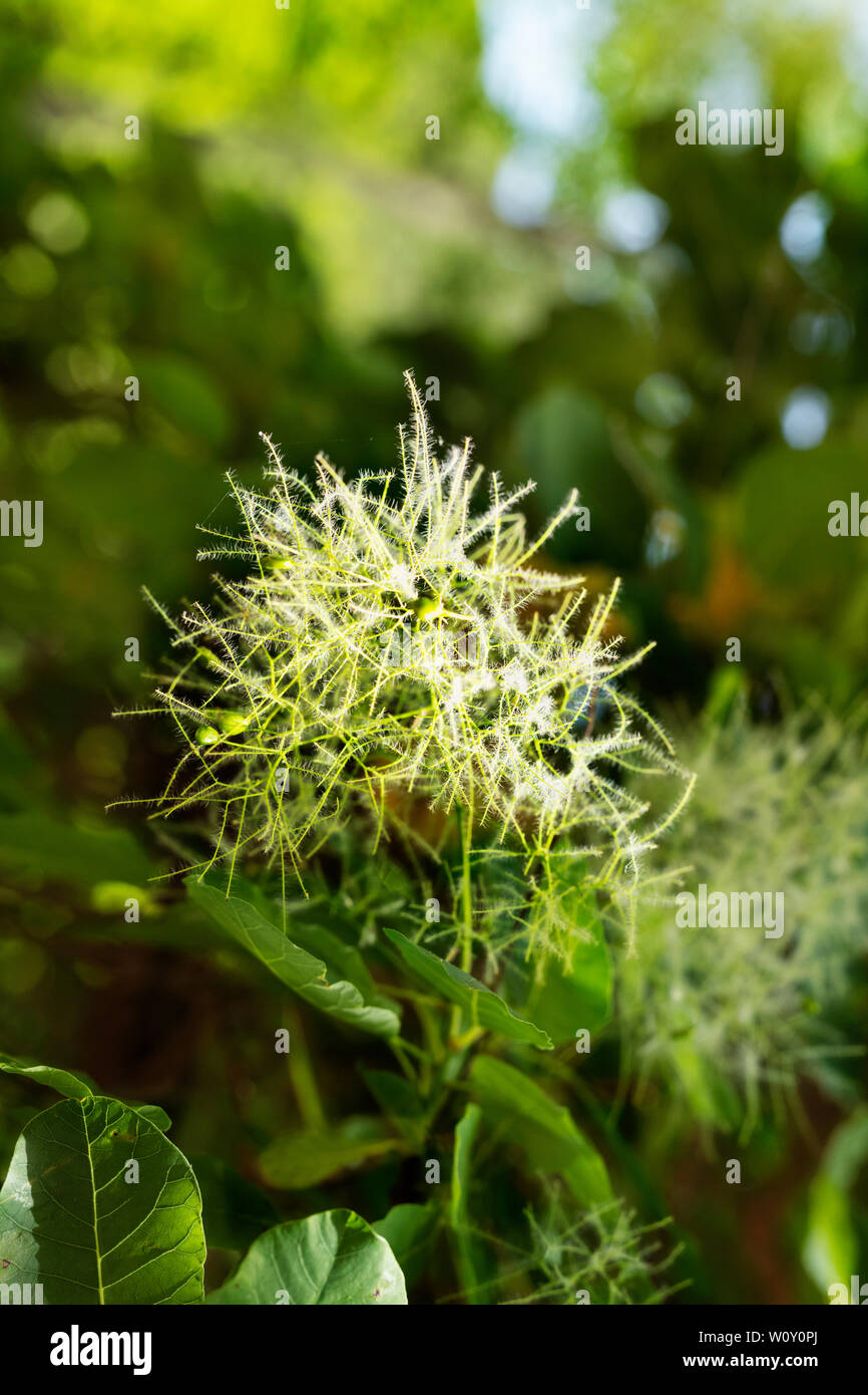 Le feuillage et la fleur d'arbre de fumée -Prunus serrula -, belle plume jaune-blanc , l'arrière-plan flou Banque D'Images