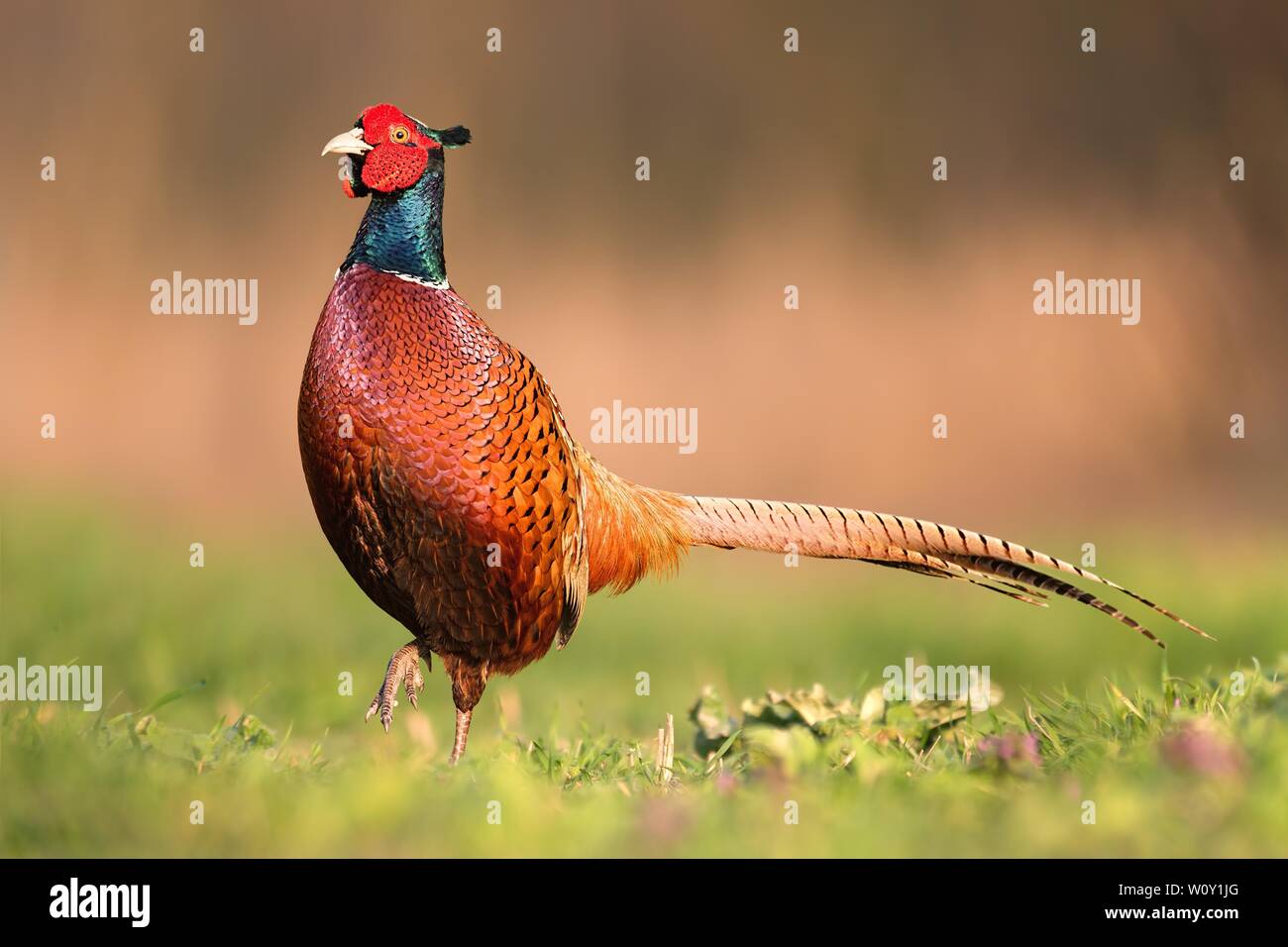 Le faisan commun Masculin, Phasianus colchicus, dans la lumière du soir de printemps Banque D'Images