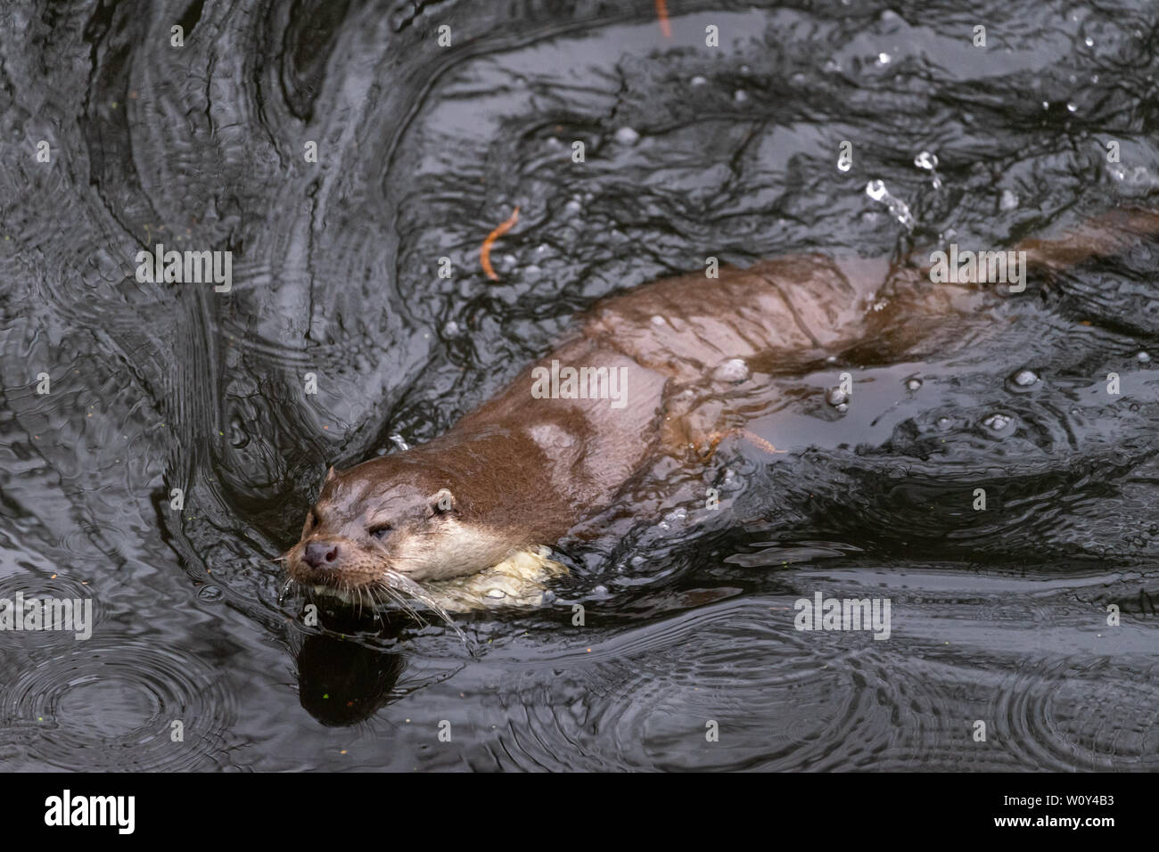 Otter nage rapide et maniable grâce à un étang, la martre Banque D'Images
