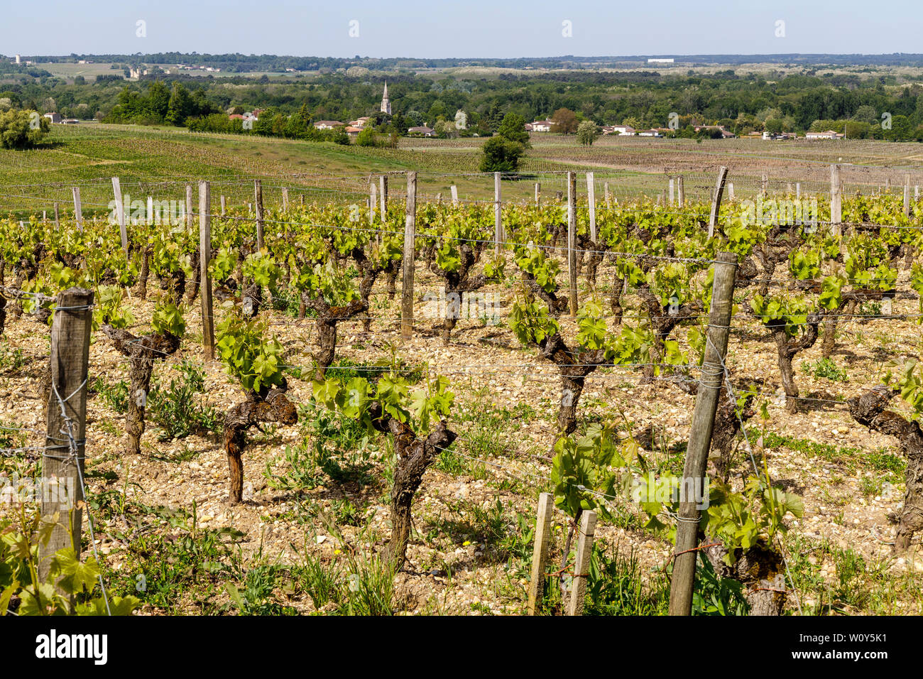 Les vignes du Château de Rayne-Vigneau, un Premier Cru Classé de la région de Bordeaux, France. Début de saison ensoleillée de la vigne. Banque D'Images