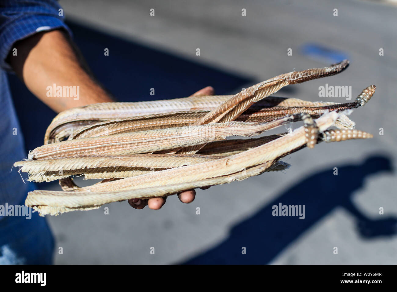 Un homme montre plusieurs Peaux, cuirs, squelettes et organes de crotale qu'il vend dans Caborca Pitiquito Peñaco, et Porto, ils sont utilisés pour faire rat Banque D'Images