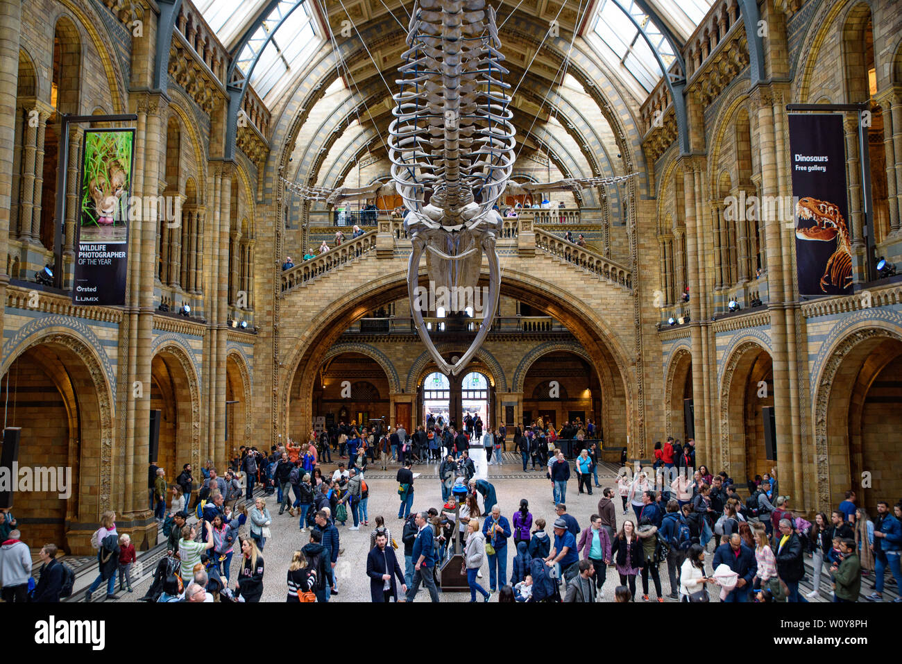 L'intérieur du Musée d'Histoire Naturelle et squelette de baleine et à Londres, Royaume-Uni Banque D'Images