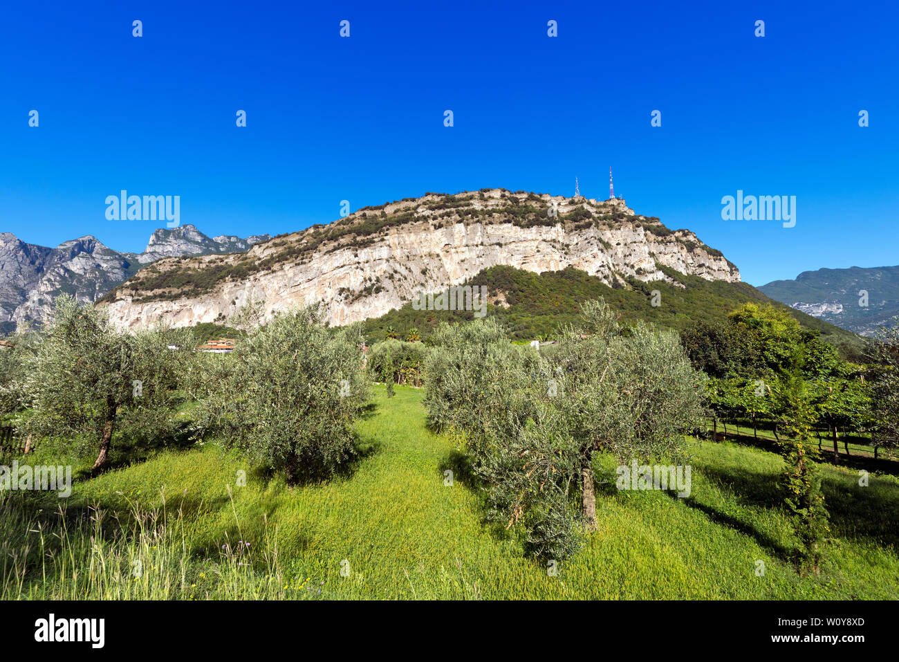 Oliveraie dans la vallée du Sarca (Valle del Sarca) près de Ferrare et les Alpes italiennes. Trentin-haut-Adige, Italie, Europe Banque D'Images