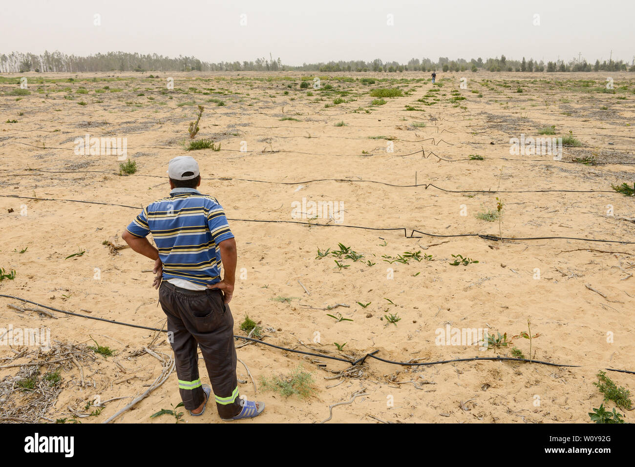 L'EGYPTE, Ismallia , Sarapium forêt dans le désert, les arbres sont irrigués par des eaux usées traitées l'eau d'Ismaïlia, nouvelle plantation de cyprès avec l'irrigation goutte-à-goutte Banque D'Images