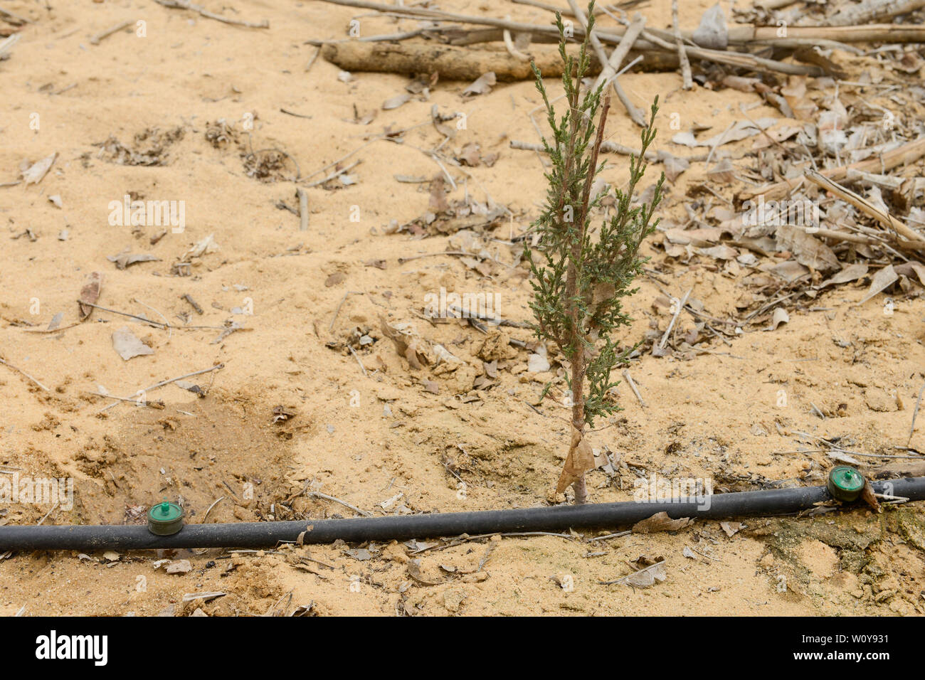 L'EGYPTE, Ismallia , Sarapium forêt dans le désert, les arbres sont irrigués par des eaux usées traitées l'eau d'Ismaïlia, nouvelle plantation de cyprès avec l'irrigation goutte-à-goutte Banque D'Images