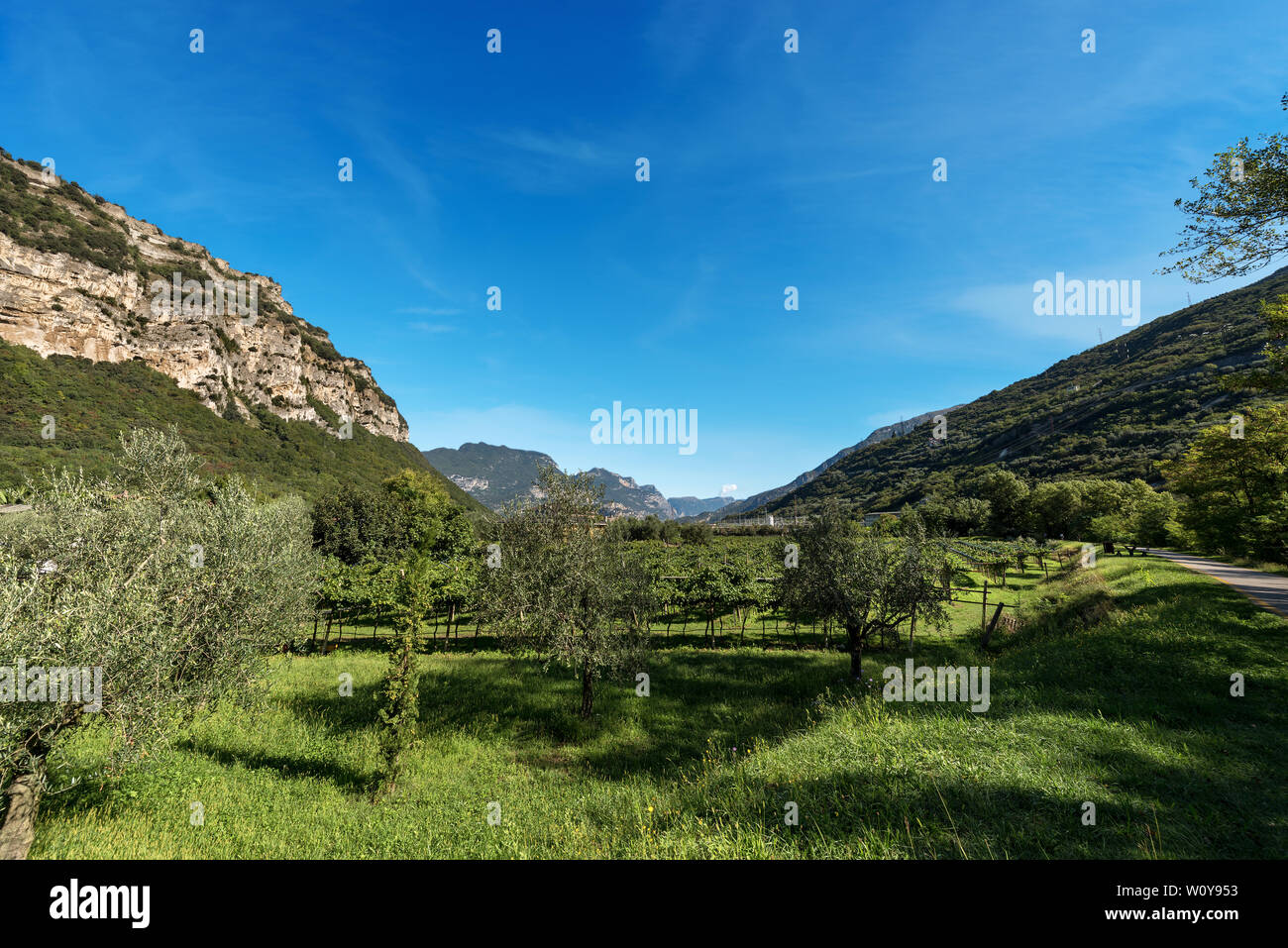 Oliveraie dans la vallée du Sarca (Valle del Sarca) près de Ferrare et les Alpes italiennes. Trentin-haut-Adige, Italie, Europe Banque D'Images