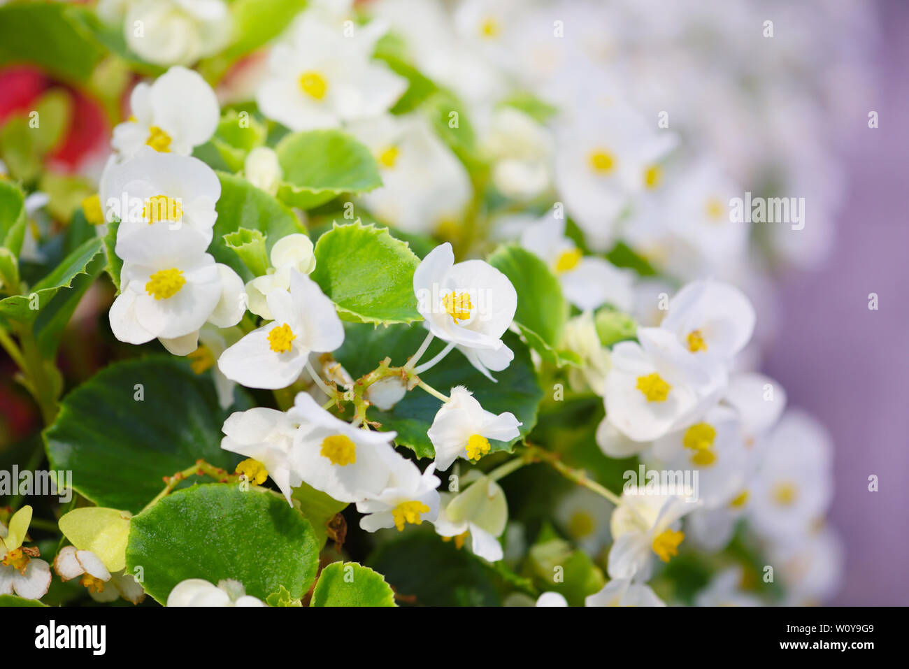 Begonia blanc fleur qui s'épanouit dans le jardin Banque D'Images