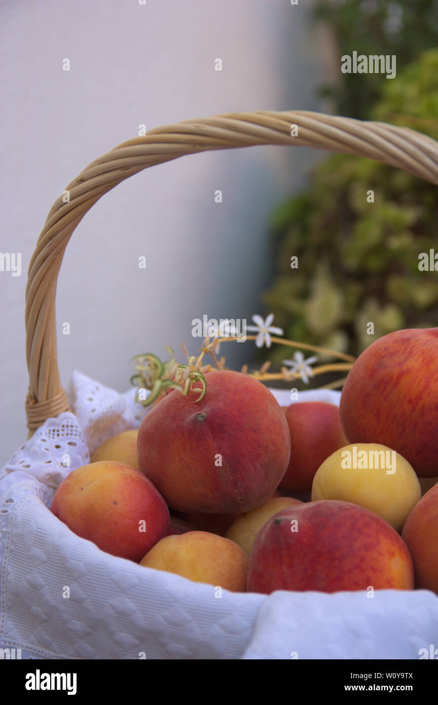 Panier de fruits d'été, pêches et abricots avec un arrière-plan flou de plantes de jardin Banque D'Images