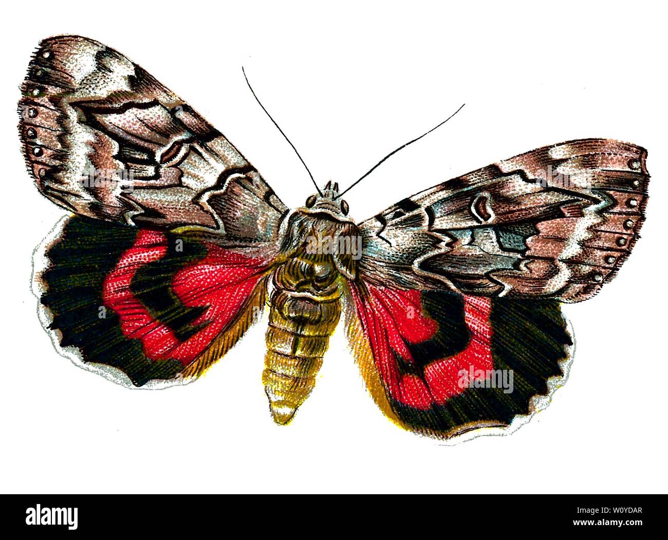 Catocala elocata, The French Red Underwing Moth - Color Butterfly Lithograph from 1895 livre, 'les papillons les plus connus d'Europe' par F. Nemos Banque D'Images