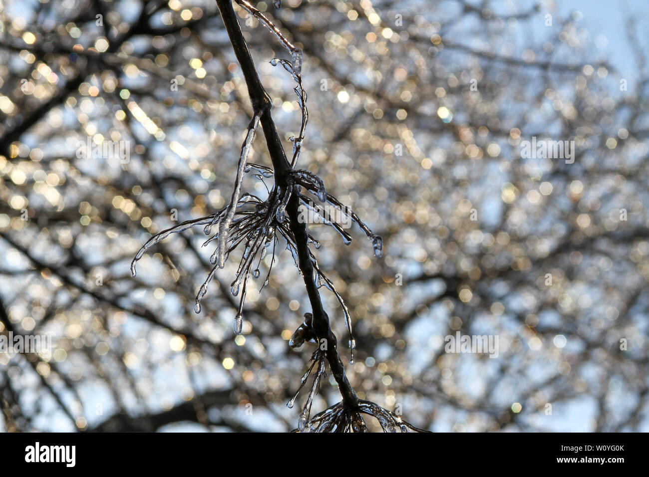 Newton, KS. 11 avril, 2013 Une tempête de glace hits Kansas durant le printemps, couvrant la vie des plantes émergentes avec une couche de glace. Banque D'Images