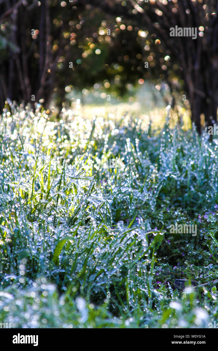 Newton, KS. 11 avril, 2013 Une tempête de glace hits Kansas durant le printemps, couvrant la vie des plantes émergentes avec une couche de glace. Banque D'Images