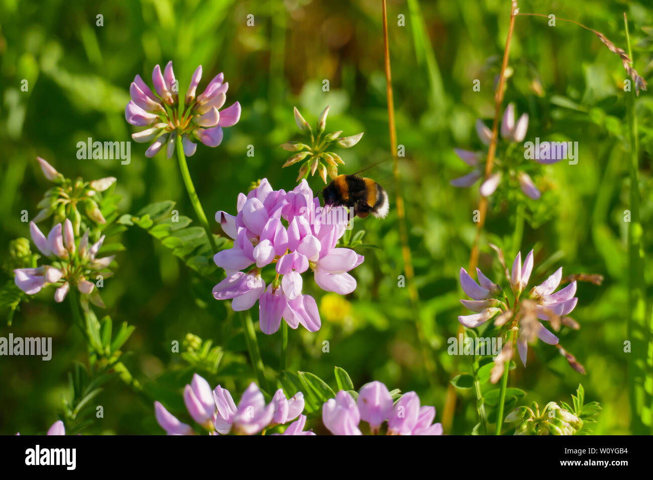 Bunte, Kronwicke Wicke, Securigera varia mit einer Hummel beim sammeln Nektar Banque D'Images