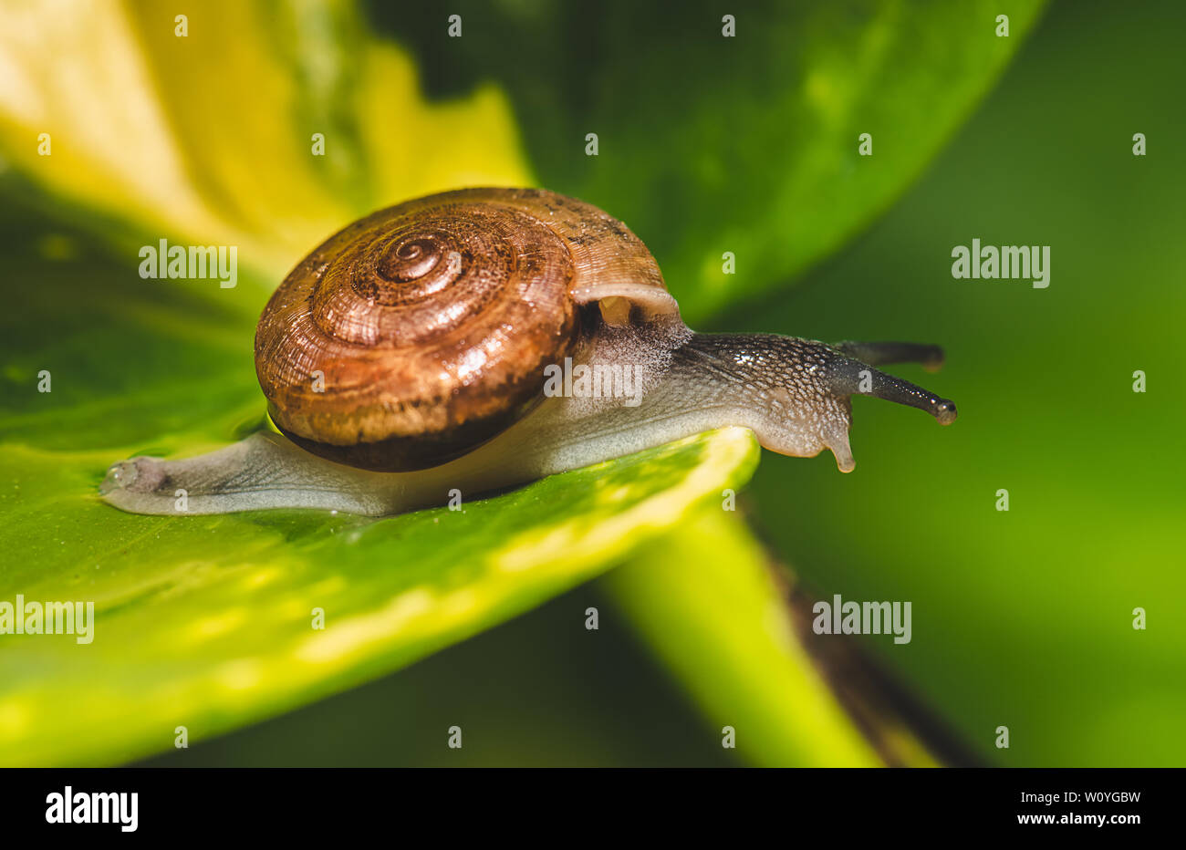 Petit escargot marron sur feuille verte avec l'éclairage extérieur. Banque D'Images