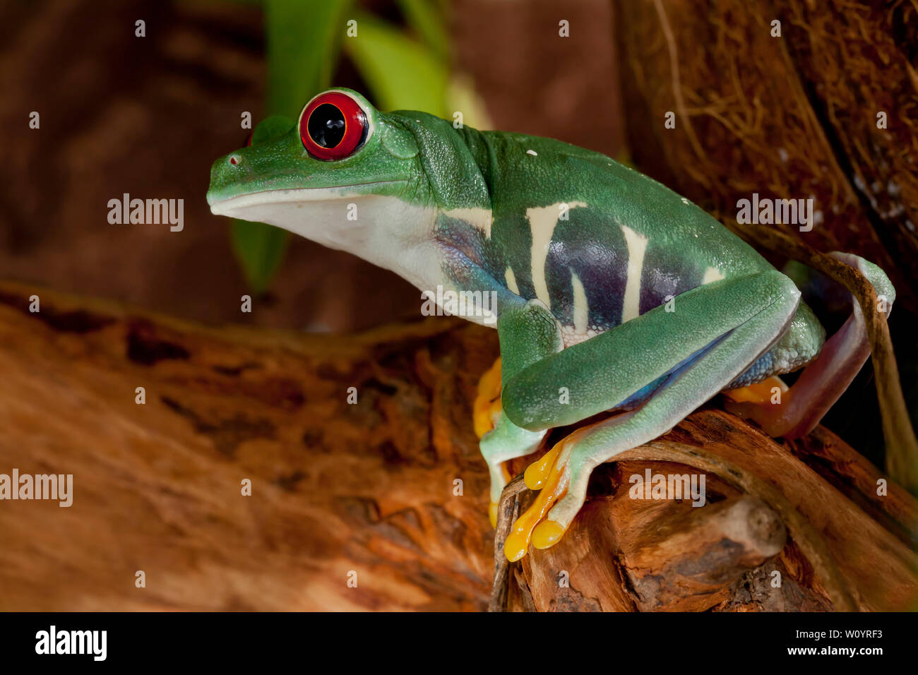 Belle femelle grenouille aux yeux rouges Banque D'Images