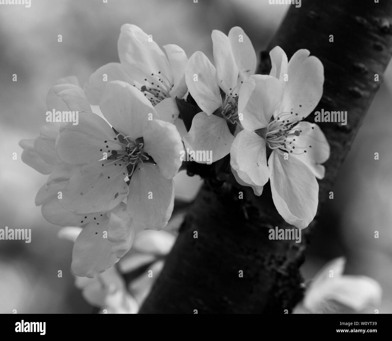 Gros plan de fleurs de cerisier Banque d'images noir et blanc - Alamy