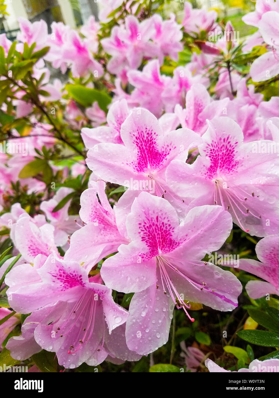 L'alstroemère, le lys péruviens ou lis des Incas, est une plante de la famille Alstroemeriaceae. Banque D'Images