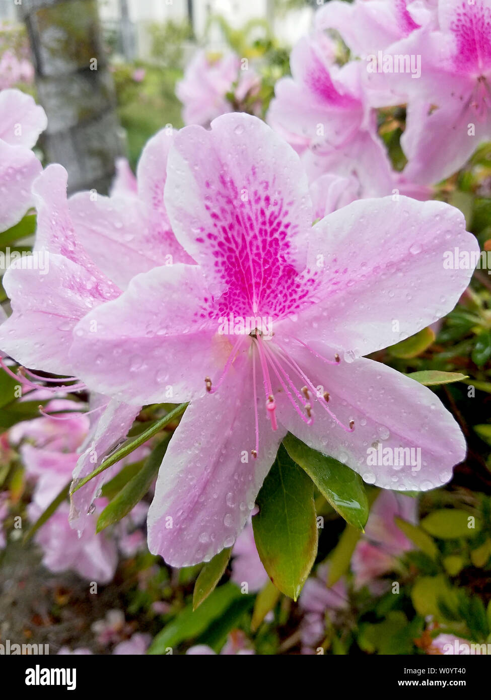 L'alstroemère, le lys péruviens ou lis des Incas, est une plante de la famille Alstroemeriaceae. Banque D'Images