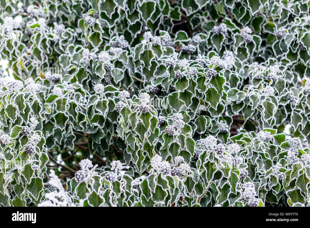 Branche de lierre avec des baies couvertes de givre. Fond d'hiver rime avec texture sur les feuilles. Selective focus sur certaines branches Banque D'Images