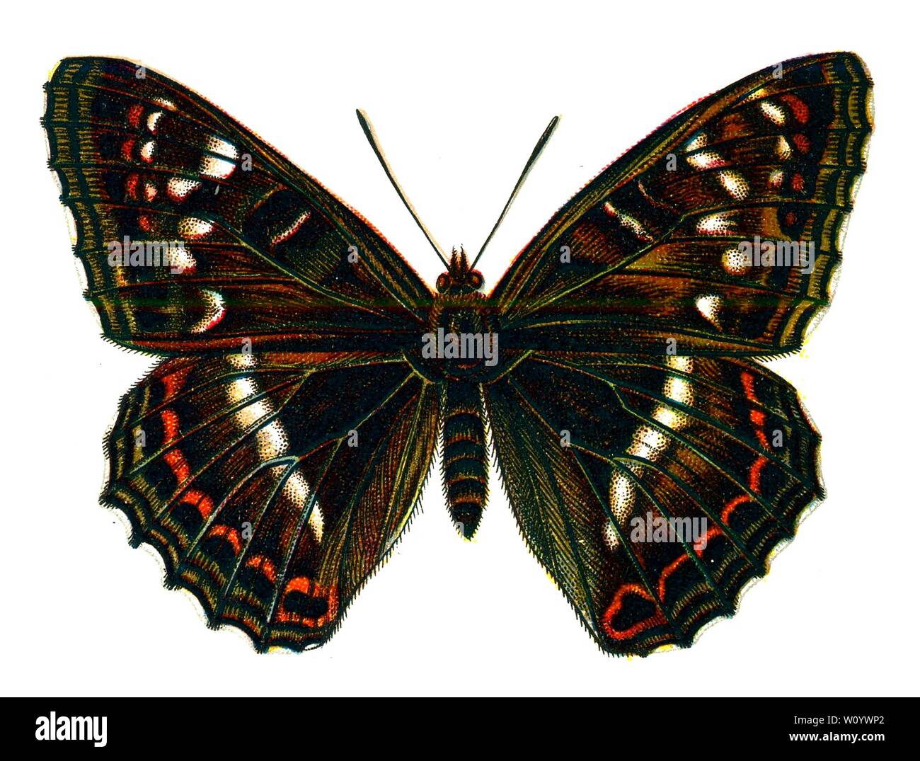 Limenitis populi mâle, le papillon Admiral Poplar - papillon couleur / lithographie de papillon de 1895 livre, «les papillons les plus connus d'Europe» par F. Nemos Banque D'Images