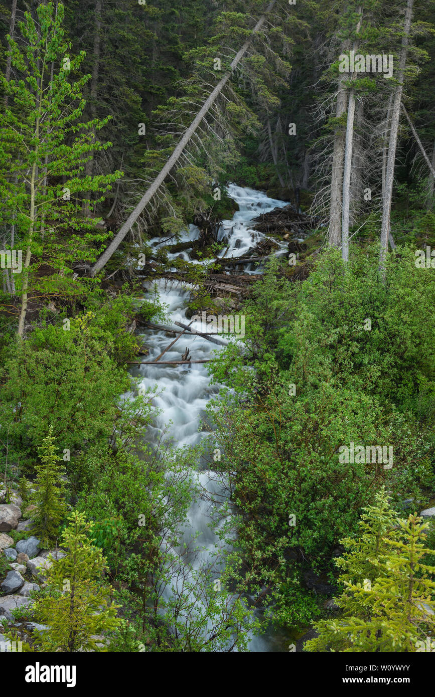 Cascade dans la vallée de la forêt sempervirente, Spray, parc provincial de Canmore, Alberta, Canada Banque D'Images