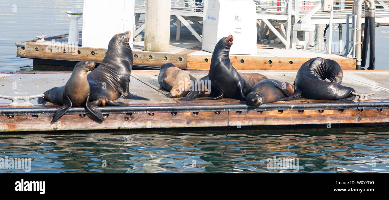 Les lions de mer et les phoques se reposant sur un quai à Fisherman Village, Marina del Rey, Californie Banque D'Images