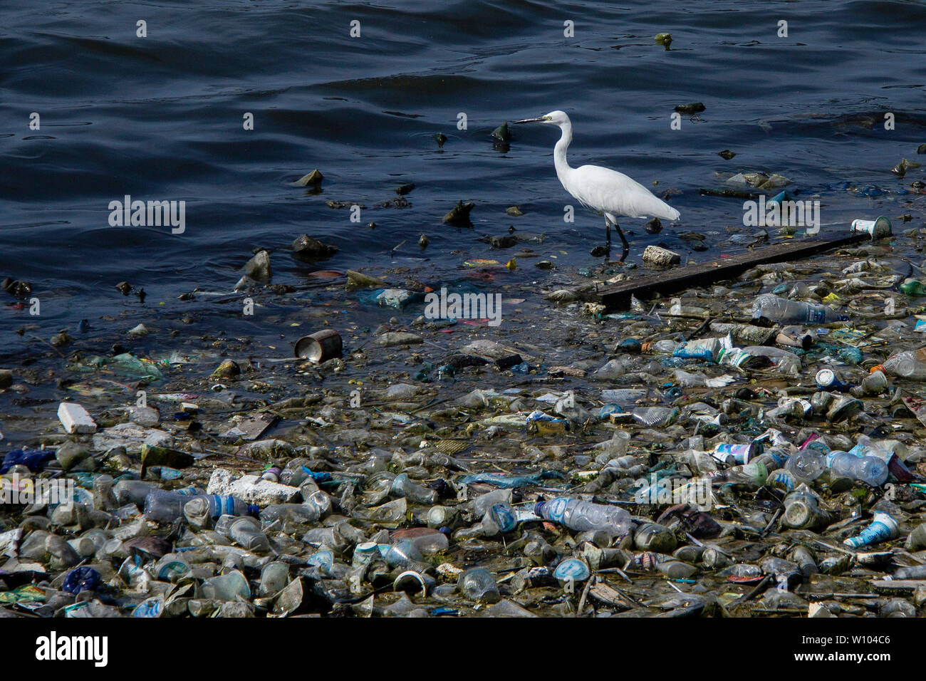 Une aigrette est vu à des appâts dans un tas de déchets plastiques contaminés à un réservoir à Lhokseumawe, Aceh.de données de Greenpeace, la production de déchets en Indonésie atteint 65 millions de tonnes par an. L'Indonésie est le deuxième pays au monde pour la production de déchets en plastique après la Chine. Banque D'Images