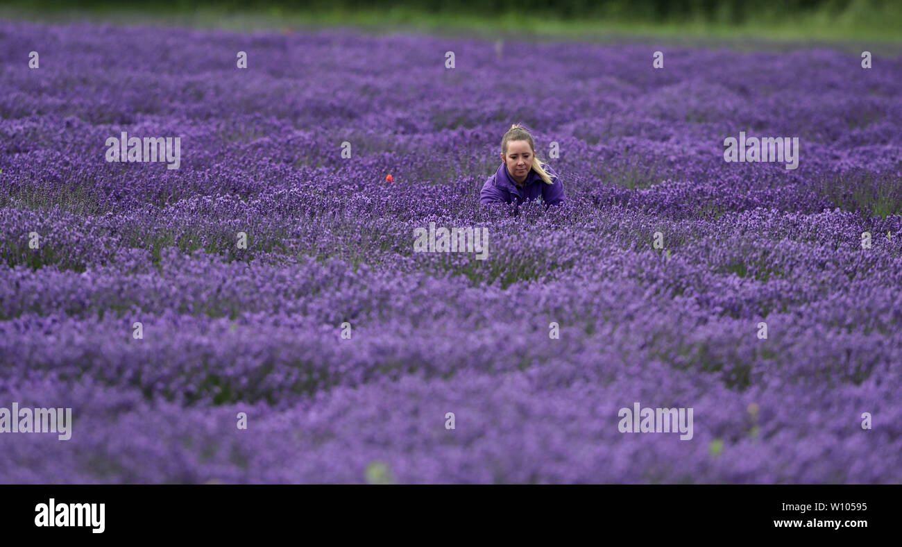 Après les fortes pluies et les températures chaudes c'est un blaze de violet comme Kerry Ballinger vérifie la qualité des fleurs de lavande lavande à Norfolk, Heacham, Norfolk le 27 juin 2019 Crédit : Paul Marriott/Alamy Live News Banque D'Images