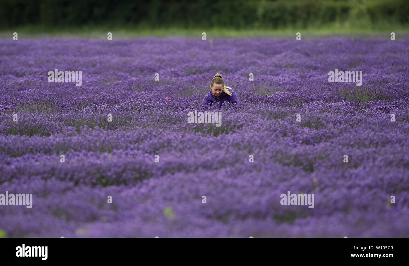 Après les fortes pluies et les températures chaudes c'est un blaze de violet comme Kerry Ballinger vérifie la qualité des fleurs de lavande lavande à Norfolk, Heacham, Norfolk le 27 juin 2019 Crédit : Paul Marriott/Alamy Live News Banque D'Images