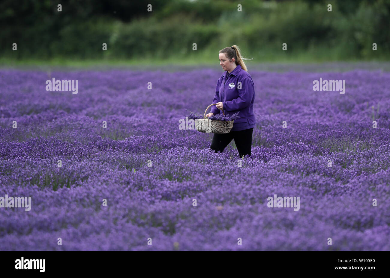 Après les fortes pluies et les températures chaudes c'est un blaze de violet comme Kerry Ballinger vérifie la qualité des fleurs de lavande lavande à Norfolk, Heacham, Norfolk le 27 juin 2019 Crédit : Paul Marriott/Alamy Live News Banque D'Images