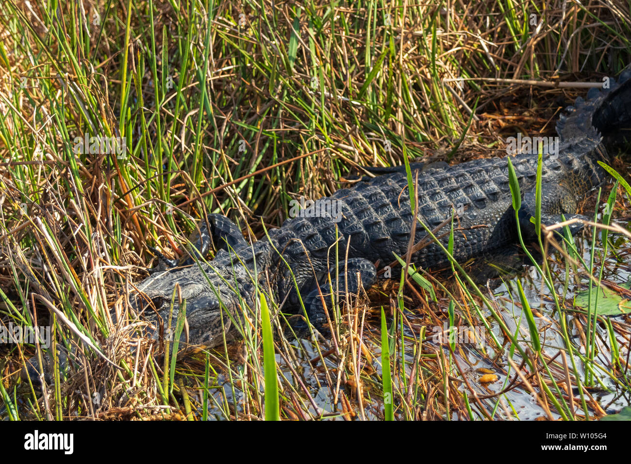 Pose d'Alligator sur les rochers à côté de l'eau dans le parc national des Everglades, Florida, USA Banque D'Images